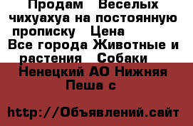 Продам.  Веселых чихуахуа на постоянную прописку › Цена ­ 8 000 - Все города Животные и растения » Собаки   . Ненецкий АО,Нижняя Пеша с.
